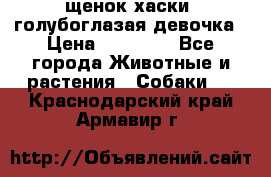 щенок хаски  голубоглазая девочка › Цена ­ 12 000 - Все города Животные и растения » Собаки   . Краснодарский край,Армавир г.